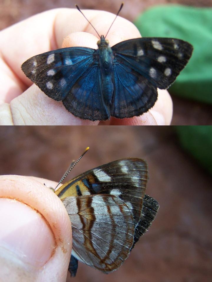 FIGURE 2i FIGURE 2i